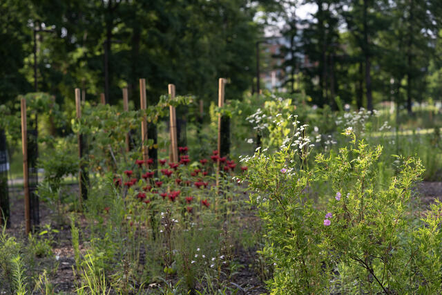 Foragers Forest