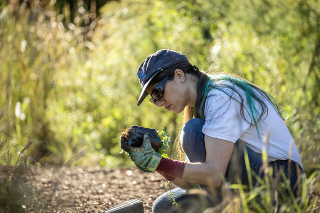 Foragers Forest planting