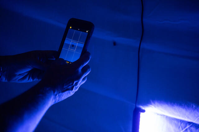 Participant taking photo of insect with their phone.
