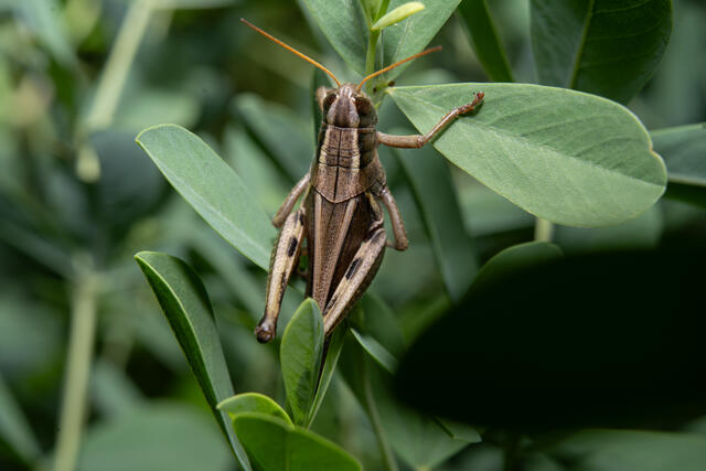 Image of a moth