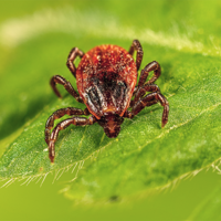Image of a tick, courtesy of the Public Health Imagery Library by the CDC