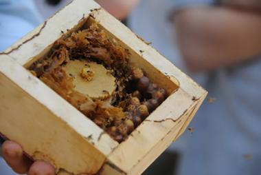 Honey Bee Initiative