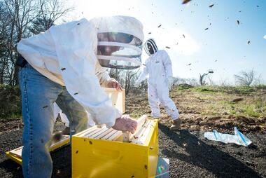 Honeybee Initiative beekeepers working with the hives