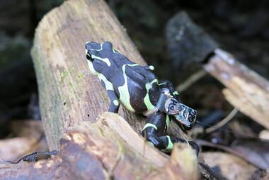 Limosa Harlequin frog (Atelopus limosus) with radio transmitter and belt made of surgical silicone tubing. Each transmitter weighed 0.31 grams and had a standard life of 21 days. Photo by: Blake Klocke.