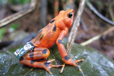 A Limosa Harlequin frog recaptured in August 2017, nearly 3 months post release. Photo by: Blake Klocke.