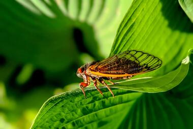 Image of a cicada