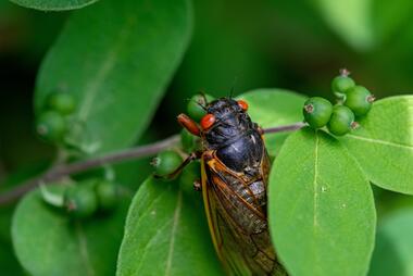 Image of cicada