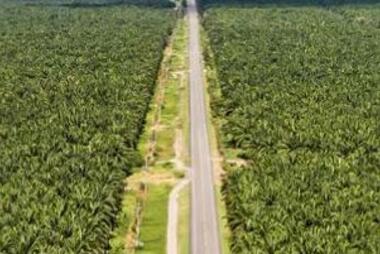 Deforestation Article cropped.jpg