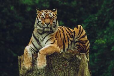Photo of a tiger by Frida Bredesen on Unsplash