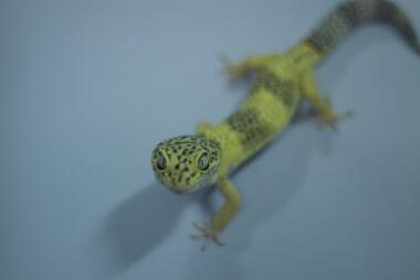 Image of Lemon Frost Gecko