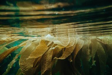 Photo of kelp by Shane Stagner on Unsplash