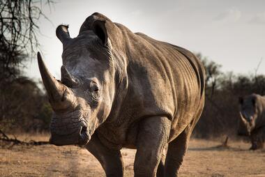 Image of a rhinoceros
