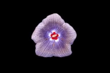 Backlit Nesocodon mauritianus. Red nectar flower. Credit: Rahul Roy and Clay Carter