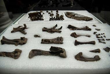 The fossilized bones of the dinosaur Stegouros elengassen. Credit: Martin Bernetti/AFP/Getty