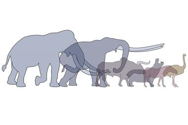 drawing of large extinct mammals 