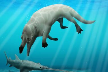 A restoration of the extinct whale Phiomicetus