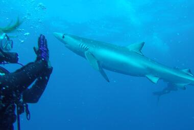 Chelsea Gray - Chelsea dives with blue sharks in South Africa.
