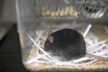 Mouse in research lab