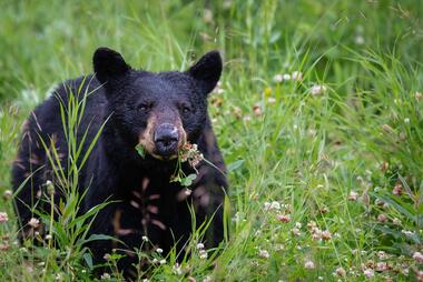 Black bear in grass. Credits: Pete Nuij/Unsplash