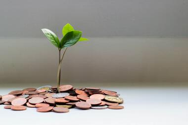 Money growing tree