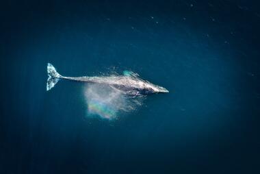 Image of gray whale