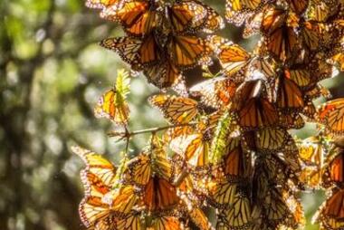 Monarch butterflies in Michoacan, Mexico. Photo by Getty Images.