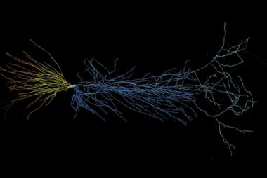 Image of neural pathways