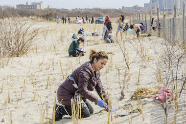 RISE project to stabilize the Rockaway dunes and beaches to make them more effective flood protection. Image provided by Rockaway Initiative for Sustainability and Equity (RISE). 
