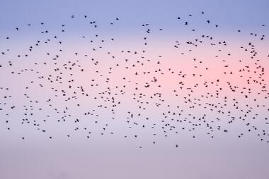 Image of birds flying. Photo by Jonny Gios on Unsplash