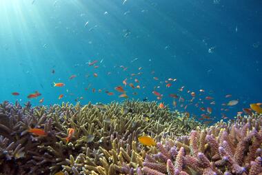 Image of coral reef. Photo by Hiroko Yoshii on Unsplash