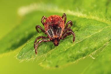 Image of a tick, courtesy of the Public Health Imagery Library by the CDC