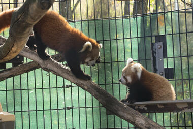 Image of two red pandas