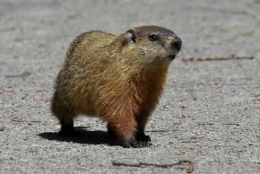 Image of a groundhog