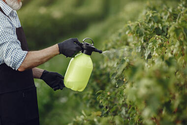 Person spraying vegetables