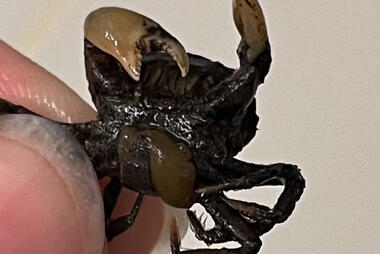 An infected crab is held by a thumb and finger in a close up shot