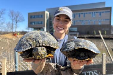 Undergraduate student Rylee Ledoux helped rescue turtles from the pond at the Potomac Science Center. Photo by Cindy Smith/College of Science