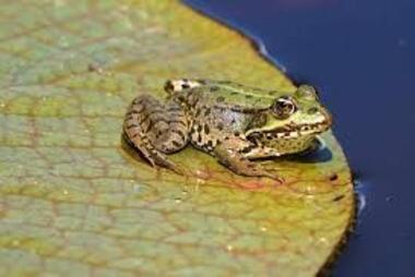 A frog sits on a lily pad in the water