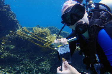 Image of Jordan Sims scuba diving for her research on coral reefs