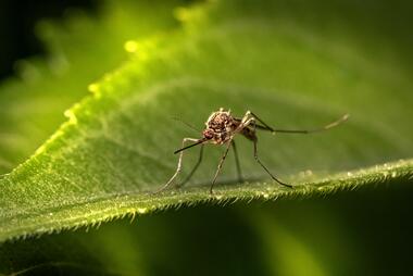 Mosquito. Photo by Erik Karits on Unsplash